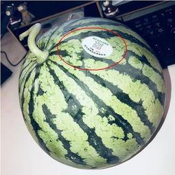 上高网红吃瓜,揭秘背后真相与网络舆论风暴